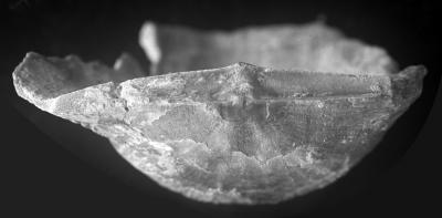 https://files.geocollections.info/large/d2/5d/d25d2a1c-e56b-452f-8e2d-605ca3b1d1a2.jpg
