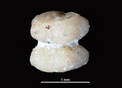 https://files.geocollections.info/large/d2/68/d268a622-15a1-4c8d-a57e-7f26f604b942.jpg