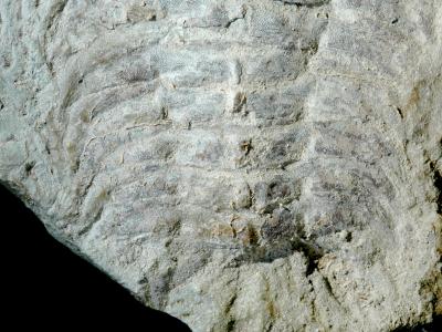 https://files.geocollections.info/large/d2/70/d2709801-7b75-453a-80f9-7b778edef521.jpg