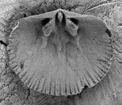 https://files.geocollections.info/large/d2/bf/d2bf4f46-8669-42c5-9892-d44b6dc128c9.jpg