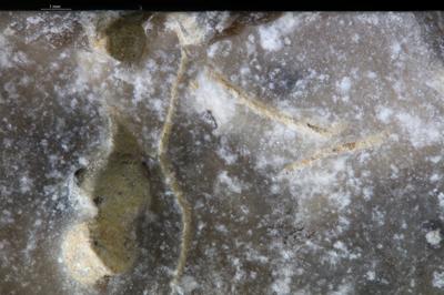 <i>Trypanites boring</i><br />Undva cliff,  m, Jaani Stage