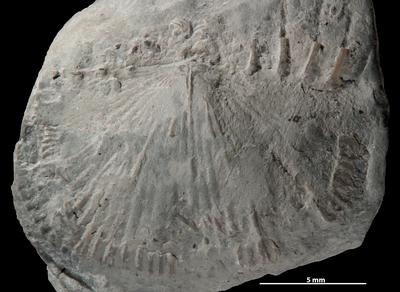 https://files.geocollections.info/large/d3/1c/d31cc4a5-ba3b-4a16-ac2c-d4ceaf0c04cb.jpg