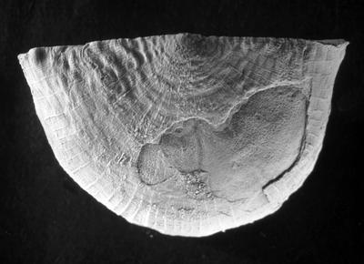 https://files.geocollections.info/large/d3/30/d3305542-f0c2-4253-a612-10256c44e4f9.jpg