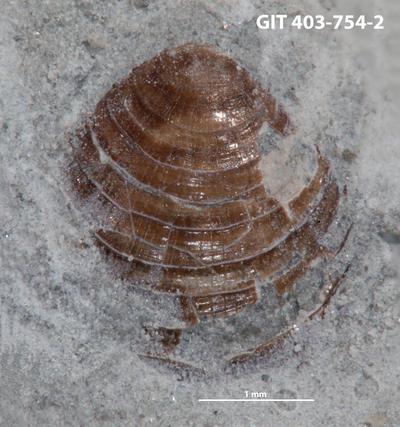 https://files.geocollections.info/large/d3/32/d3323e7e-50d0-45ec-b90b-94b87d38c7e2.jpg