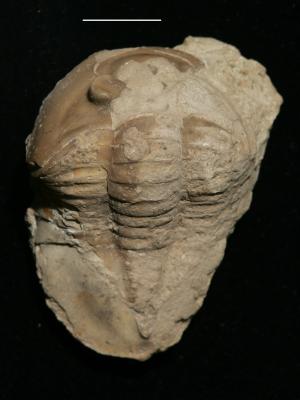 https://files.geocollections.info/large/d3/4b/d34b1f87-def4-405c-a2f9-18f13ca65175.jpg