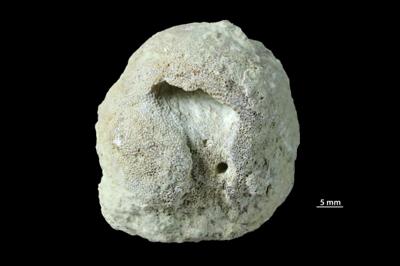 <i></i><br />Aluvere quarry,  m, Haljala Stage