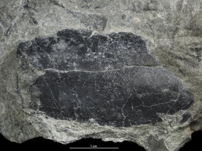 https://files.geocollections.info/large/d3/6d/d36d0c51-5542-4da3-abf5-7da6e286d046.jpg
