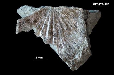 https://files.geocollections.info/large/d3/73/d373fd53-d77b-46ea-a4e5-eae8d9746f20.jpg