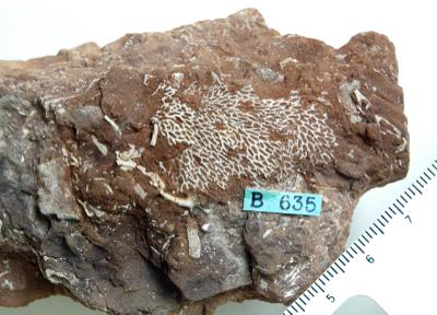 https://files.geocollections.info/large/d3/7d/d37dfe35-b1a7-42c6-8ed9-b5fa3952a2cf.jpg