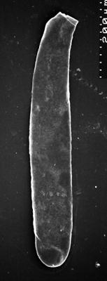 <i><i>Chitinozoa</i></i><br />,  m,  (1532-89)