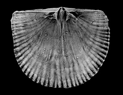 https://files.geocollections.info/large/d3/d1/d3d1d3c0-0efa-4491-8ff9-9c3796d81974.jpg