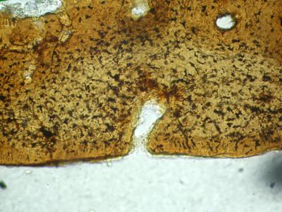 https://files.geocollections.info/large/d3/f2/d3f26ffa-a175-4596-8c85-c425083f2dbb.jpg
