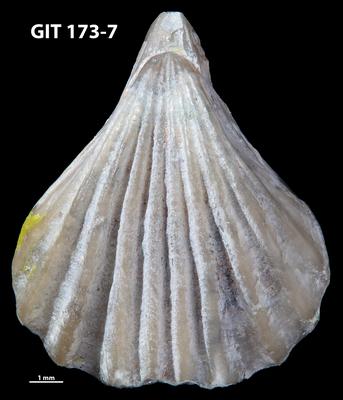 https://files.geocollections.info/large/d4/03/d403245f-ed5a-4138-8ae8-ad422b5436b6.jpg