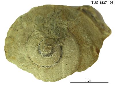 https://files.geocollections.info/large/d4/10/d410930b-4fa2-4302-9273-a16036417396.jpg
