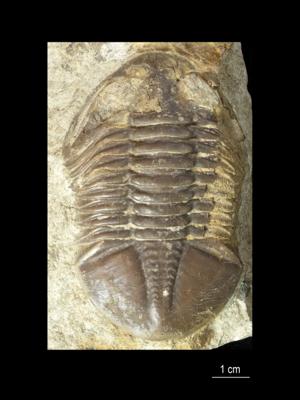 https://files.geocollections.info/large/d4/18/d41831b1-31b2-4ed1-a41a-b823e146513c.jpg