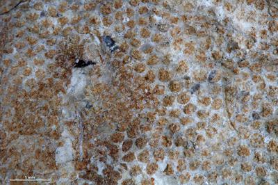 <i></i><br />Vanaküla Quarry,  m, Kukruse Stage