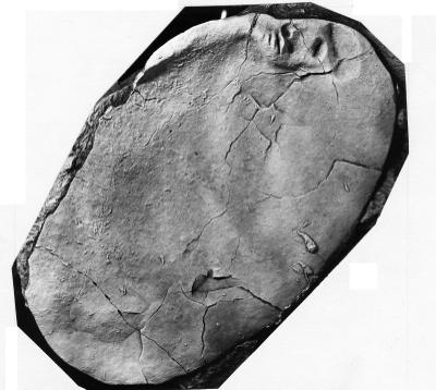 https://files.geocollections.info/large/d4/43/d4433e48-ce38-4022-b3c2-62a397fe70e9.jpg