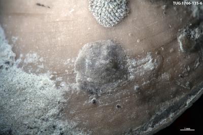 https://files.geocollections.info/large/d4/45/d445bacd-eb72-422b-8c91-30bcddd591d6.jpg