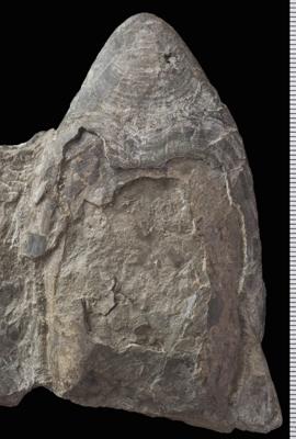 https://files.geocollections.info/large/d4/5b/d45b0428-8b01-4de3-ac68-63409a24ced1.jpg