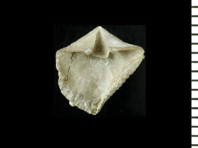 https://files.geocollections.info/large/d4/5f/d45f6355-c518-43e9-a52c-0bd398f5bc04.jpg