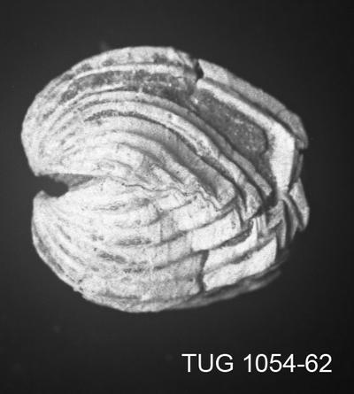 https://files.geocollections.info/large/d4/5f/d45ff967-2d90-4b90-a436-e5a1bce175a4.jpg