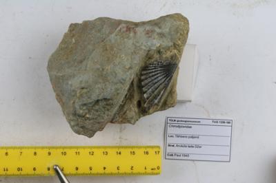 https://files.geocollections.info/large/d4/8a/d48a89ba-2e5a-4571-99fa-d0d7c729fc8f.JPG