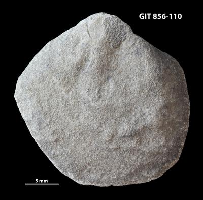 https://files.geocollections.info/large/d4/aa/d4aad769-23b0-4665-845f-46b1dfe7ce44.jpg