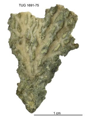 https://files.geocollections.info/large/d4/c2/d4c2936f-05cf-4993-bf4f-d4755168937b.jpg