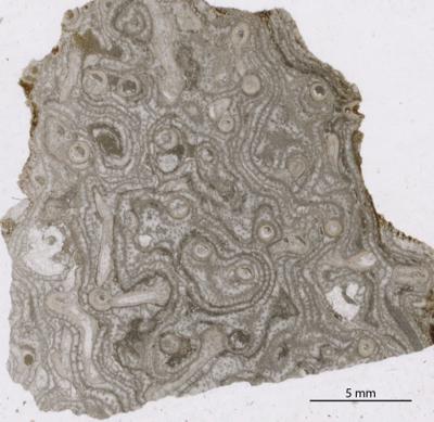https://files.geocollections.info/large/d4/c8/d4c8cb03-960b-4b08-a303-d78175b16d0c.jpg