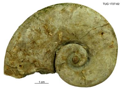https://files.geocollections.info/large/d4/dd/d4dd939f-e7b7-41e1-bcf4-ba6f4eaf197e.jpg