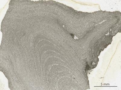 https://files.geocollections.info/large/d5/08/d508b977-feed-4a3f-8975-4fb253795425.jpg