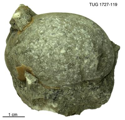 https://files.geocollections.info/large/d5/19/d519a573-915f-404f-9e28-35cf40049851.jpg