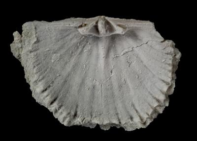 https://files.geocollections.info/large/d5/2b/d52bae7a-9604-4112-bb67-ad27c08198ad.jpg