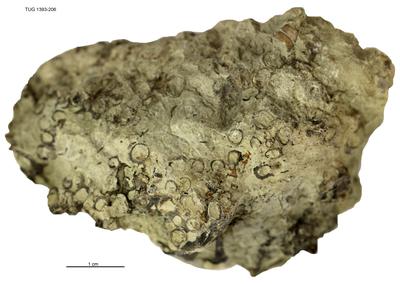 https://files.geocollections.info/large/d5/2c/d52cc182-0aad-454d-8363-3566f656336b.jpg
