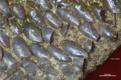 https://files.geocollections.info/large/d5/3a/d53afe92-6cd6-48e7-8e2a-dabe30a1fa8c.jpg
