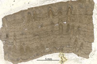 https://files.geocollections.info/large/d5/8b/d58b2384-5d10-40f9-9683-73754ba44c88.jpg