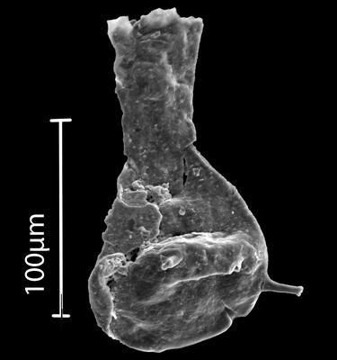 <i><i>Ancyrochitina</i></i><br />Bebirva 111 borehole, 1133.20 m, Ludfordian (902-21)