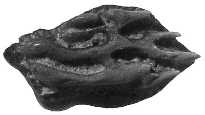 https://files.geocollections.info/large/d5/9e/d59ed987-5e88-4dd4-9e24-9c9ea5f54be5.jpg
