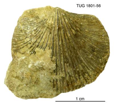https://files.geocollections.info/large/d5/b0/d5b0a86d-e45c-4f61-b24e-1562e1a35a2e.jpg