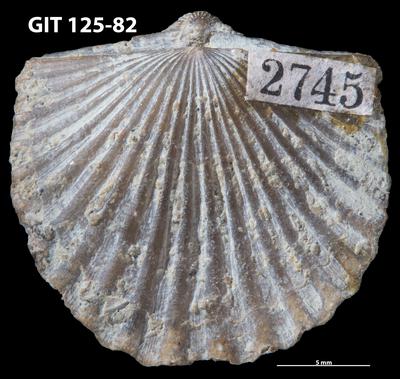 https://files.geocollections.info/large/d5/c5/d5c50206-bc6e-4411-910c-7ce73d343634.jpg
