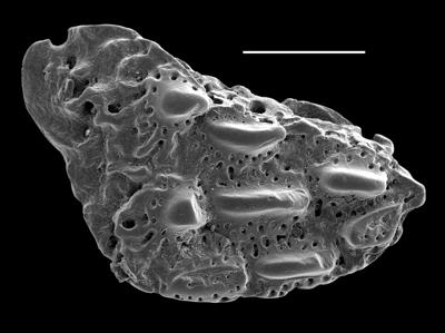 https://files.geocollections.info/large/d5/fb/d5fbbecf-bcdb-42f6-bf84-79bd338e4cb5.jpg
