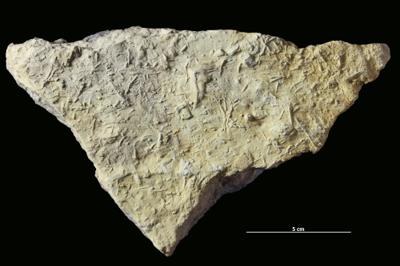 https://files.geocollections.info/large/d6/00/d60057d2-3563-4fd9-91dc-73f1ef50fdec.jpg