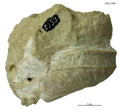 https://files.geocollections.info/large/d6/25/d6255689-9b55-490e-8026-1c805c9ce6df.jpg