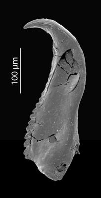 <i>Hindenites sp. 1</i><br />Blankenheimerdorf section, Eifel region,  m, Eifelian