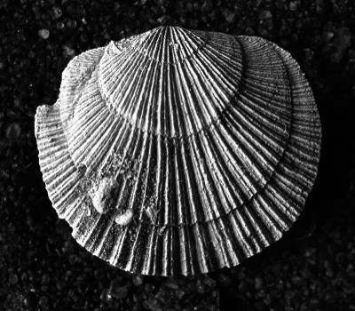 https://files.geocollections.info/large/d6/32/d632e266-4149-44de-b0b7-ffbf4d2f3c28.jpg