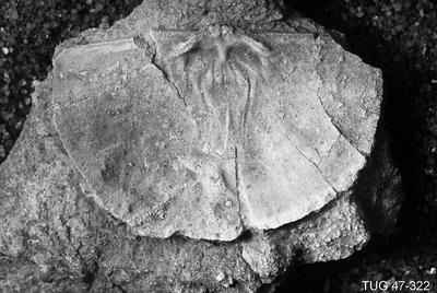 https://files.geocollections.info/large/d6/38/d63835d0-4a68-407d-86b9-3ca2eb3bcb21.jpg