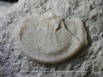 https://files.geocollections.info/large/d6/41/d641c151-1a5f-4b5f-a27e-f186e254be60.jpg