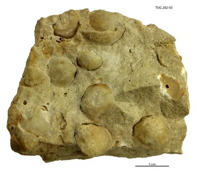 https://files.geocollections.info/large/d6/7d/d67d528f-9344-4f0c-a70b-78bd977d374d.jpg