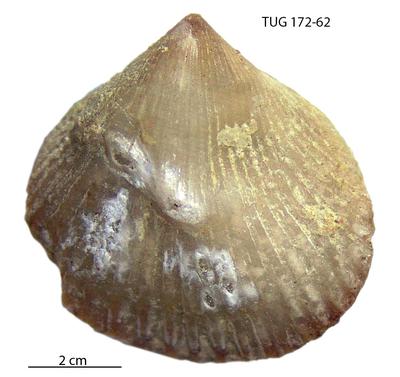 https://files.geocollections.info/large/d6/bb/d6bbc4a1-70c8-4918-b618-8f13c1220760.jpg