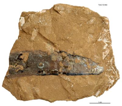 https://files.geocollections.info/large/d6/e3/d6e30cb0-ef79-49df-bbed-3321ea9cd456.jpg